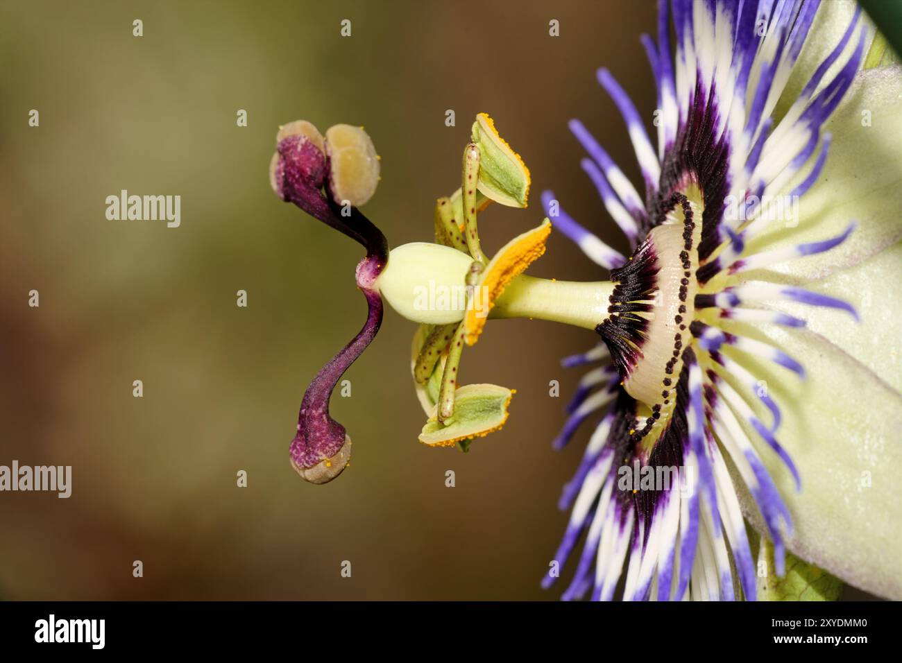 Passionsfrucht (Passiflora Edulis) Stockfoto