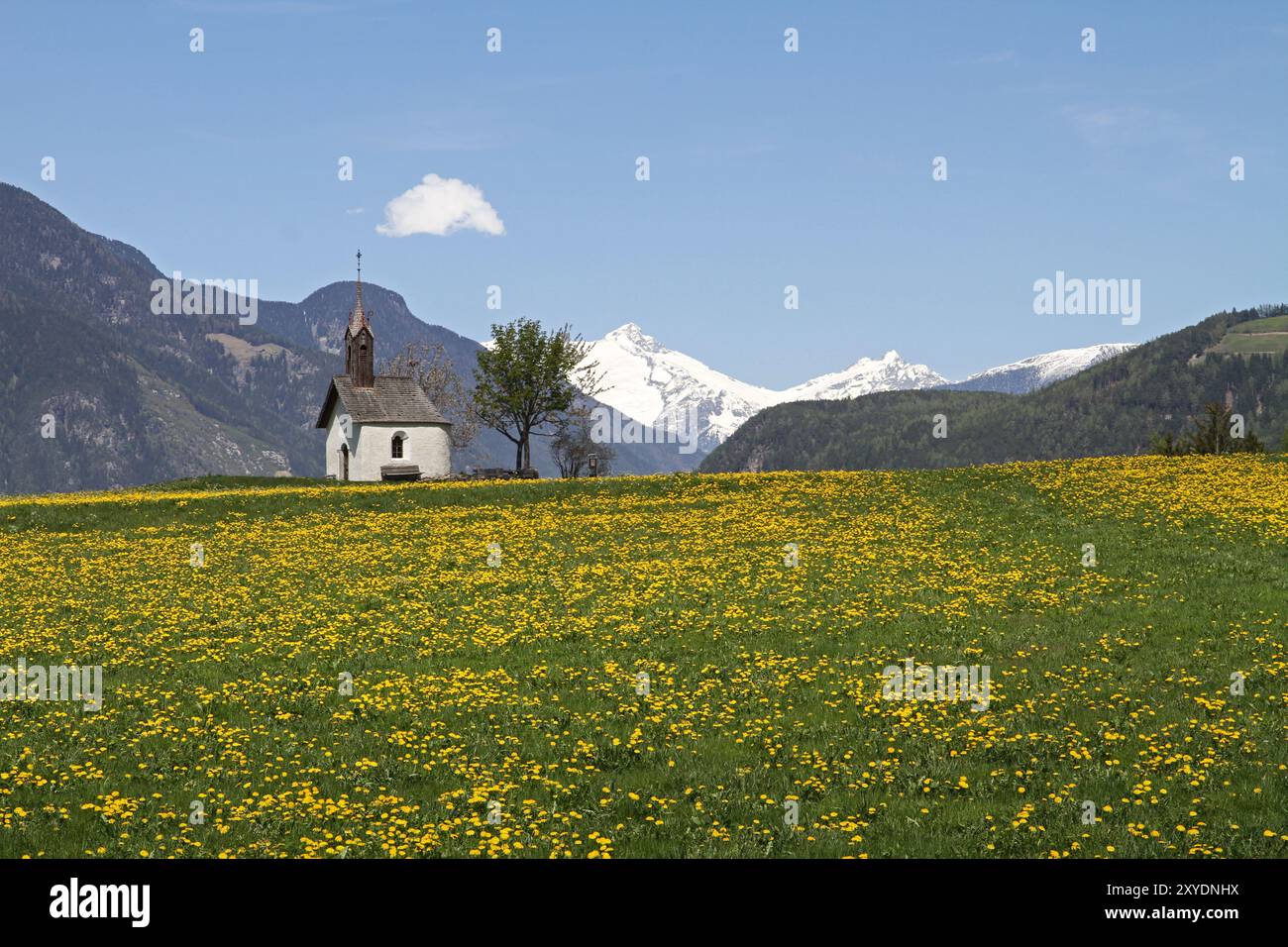 Löwenzahn-Wiese Stockfoto