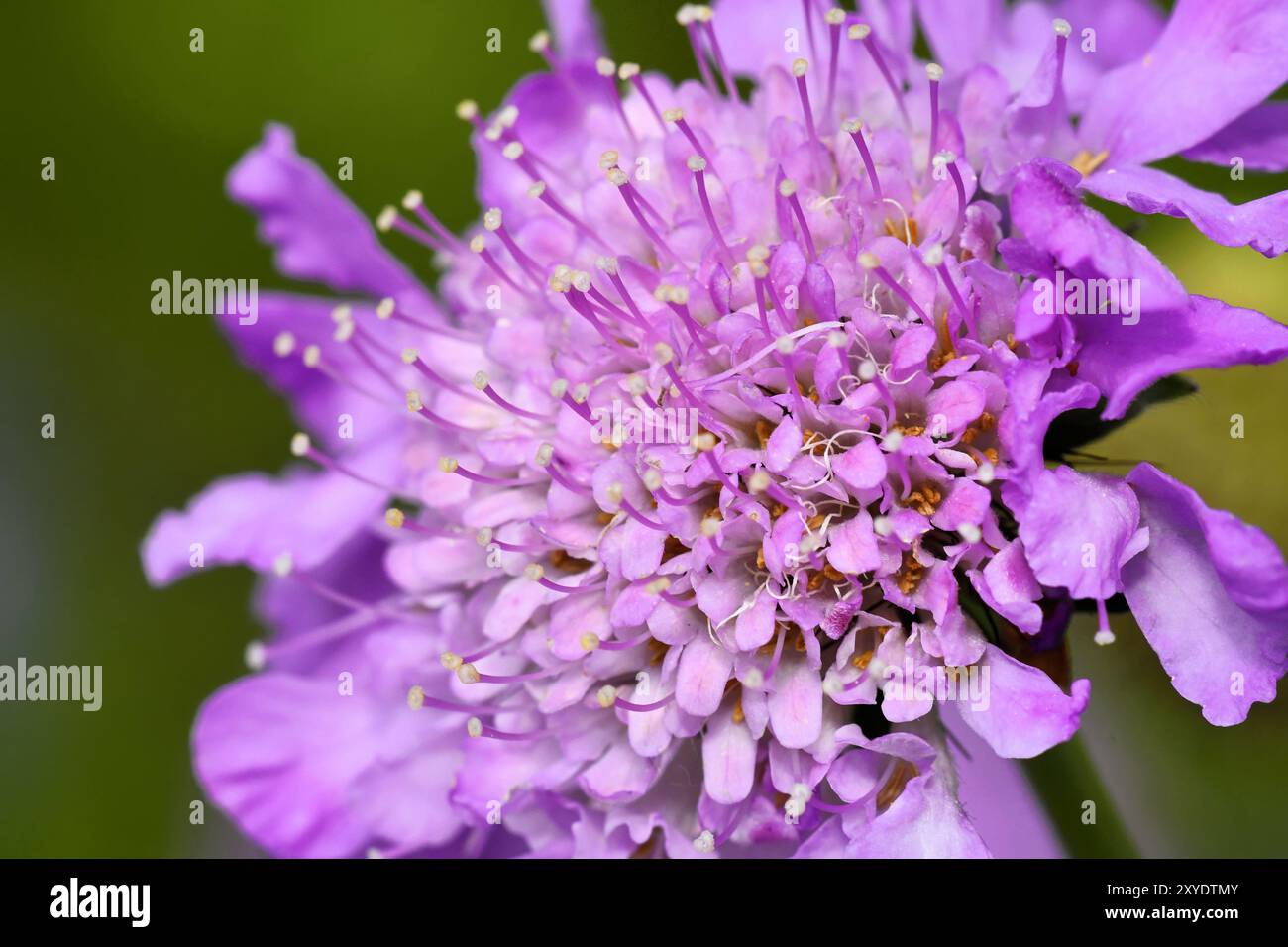 Taubenkohl Rose Stockfoto