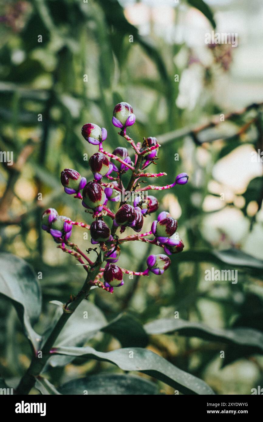 Leuchtend blaue Ingwerblüte (Dichorisandra thyrsiflora) in voller Blüte, die ihre einzigartige Farbe und komplexe Struktur vor einem üppigen grünen Hintergrund zeigt. Stockfoto