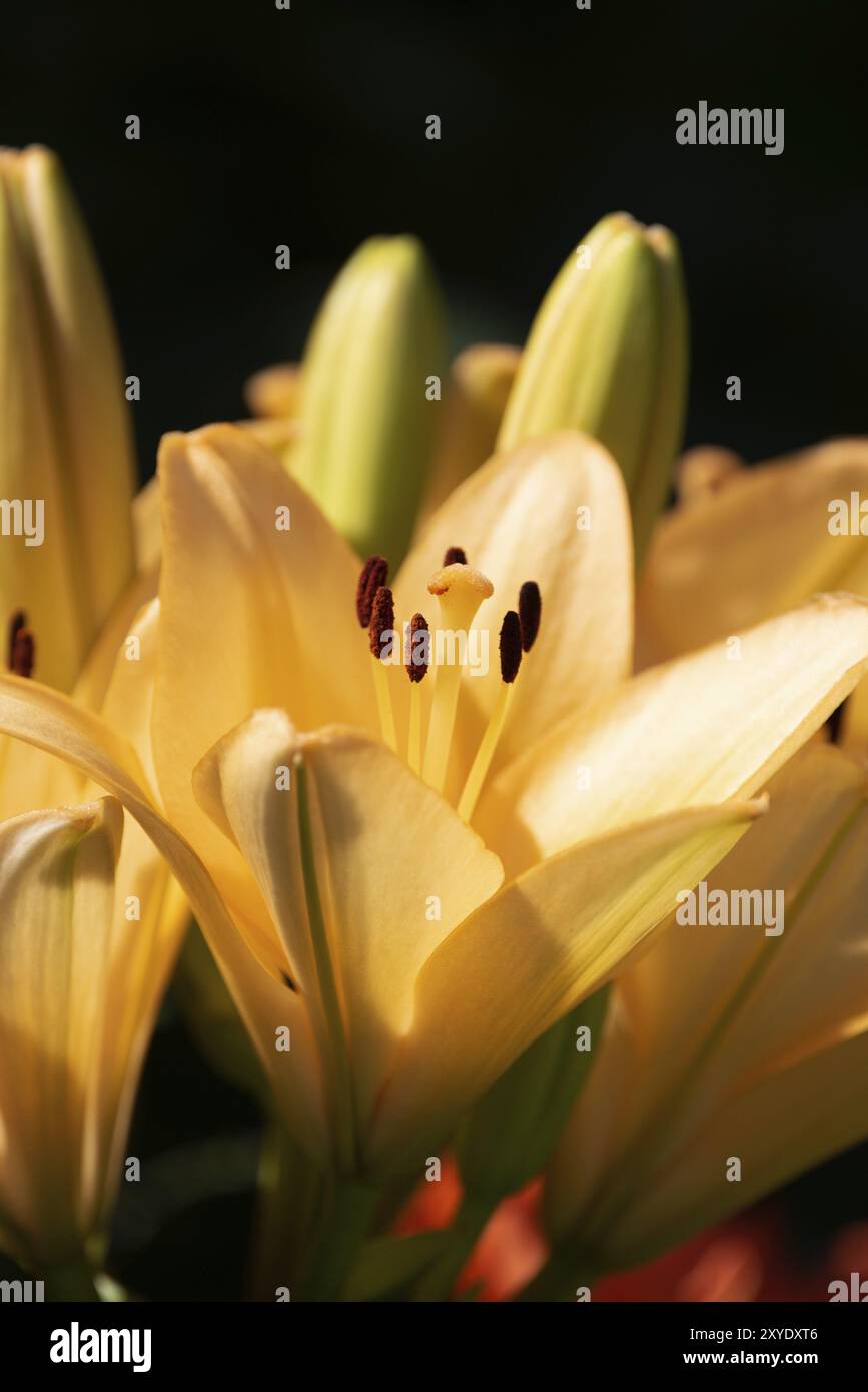 Gelbe Madonnenlilie (Lilium candidum) Blüte mit Knospen in der Natur. Hintergrund in der Natur. Detaillierte Closup-Aufnahmen in der Sonne. Selektiver Fokus Stockfoto