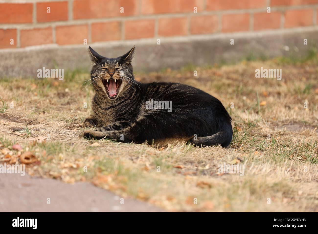 Eine Katze, die an einem faulen Sommernachmittag ein großes Gähnen hat. Stockfoto