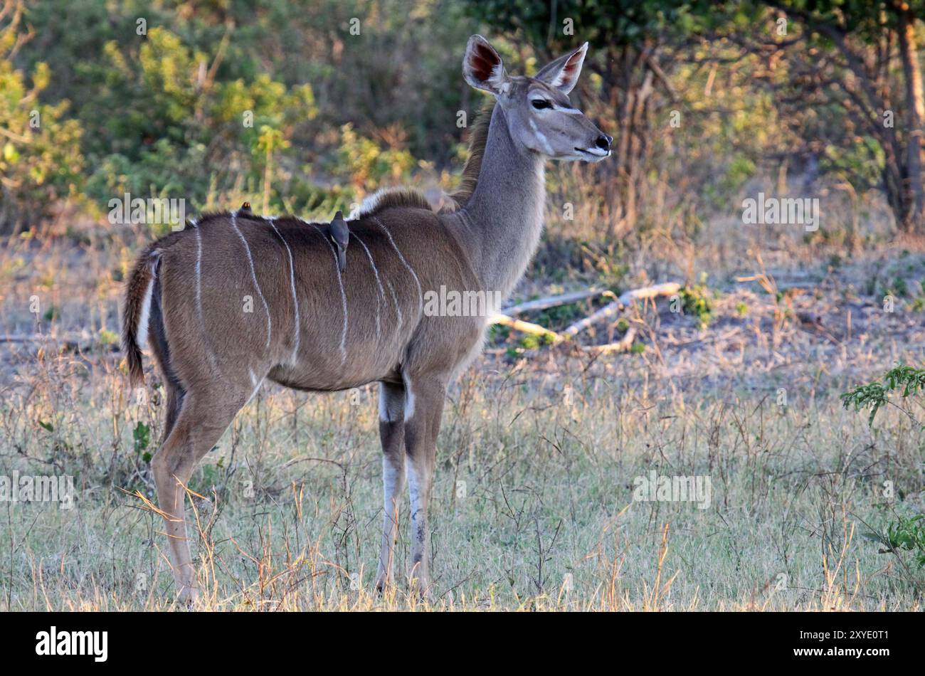 Grosser Kudu, Chobe Nationalpark Botswana Stockfoto