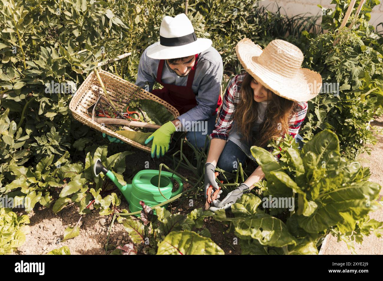 Blick von oben, männliche Gärtnerin, die Gemüsegarten arbeitet Stockfoto