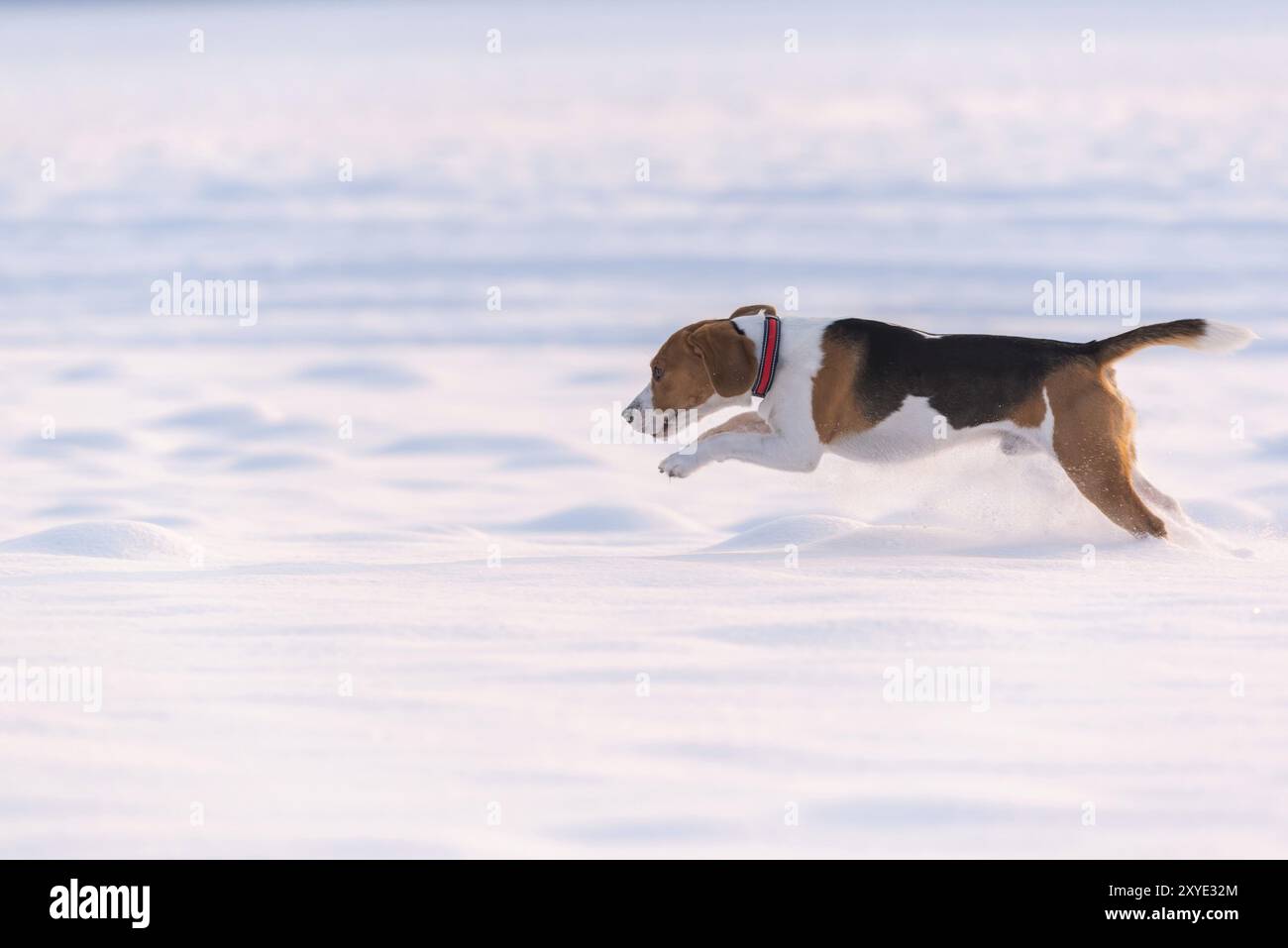 Beagle-Hund springt durch ein verschneite Feld in der Ferne. Hundedesign Stockfoto