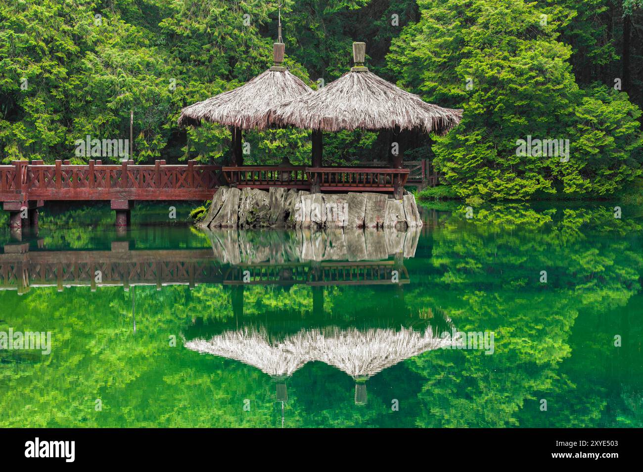 Reflexion im Wasser im Wald Stockfoto