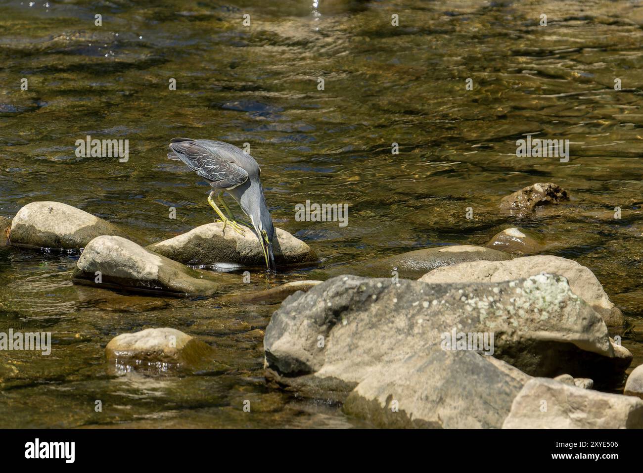 Streifenreiher auf dem Fluss auf der Suche nach Fischen im Wasser Stockfoto