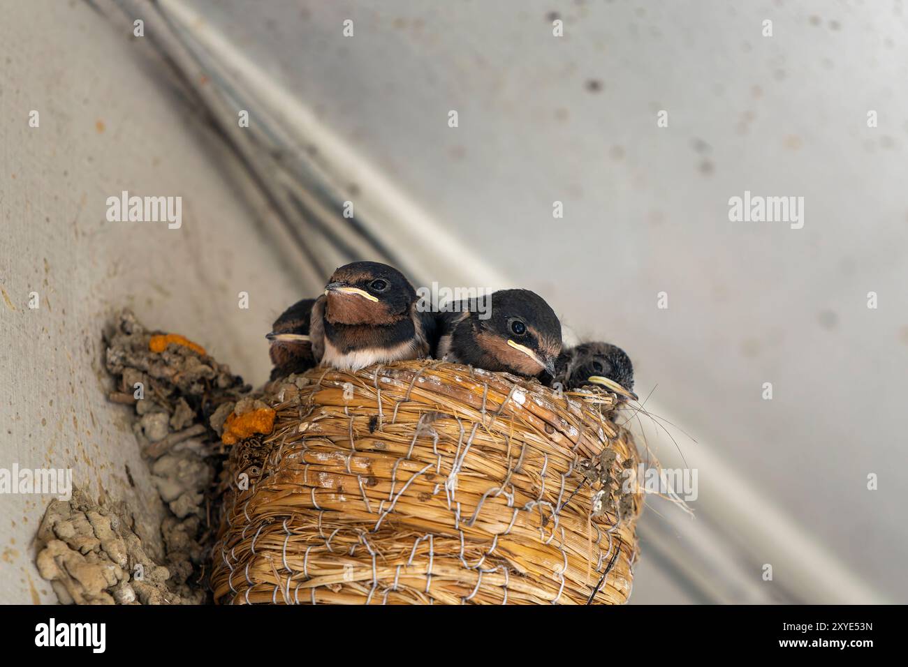 Schlucken Sie Babys im Nest, die auf Nahrung warten Stockfoto