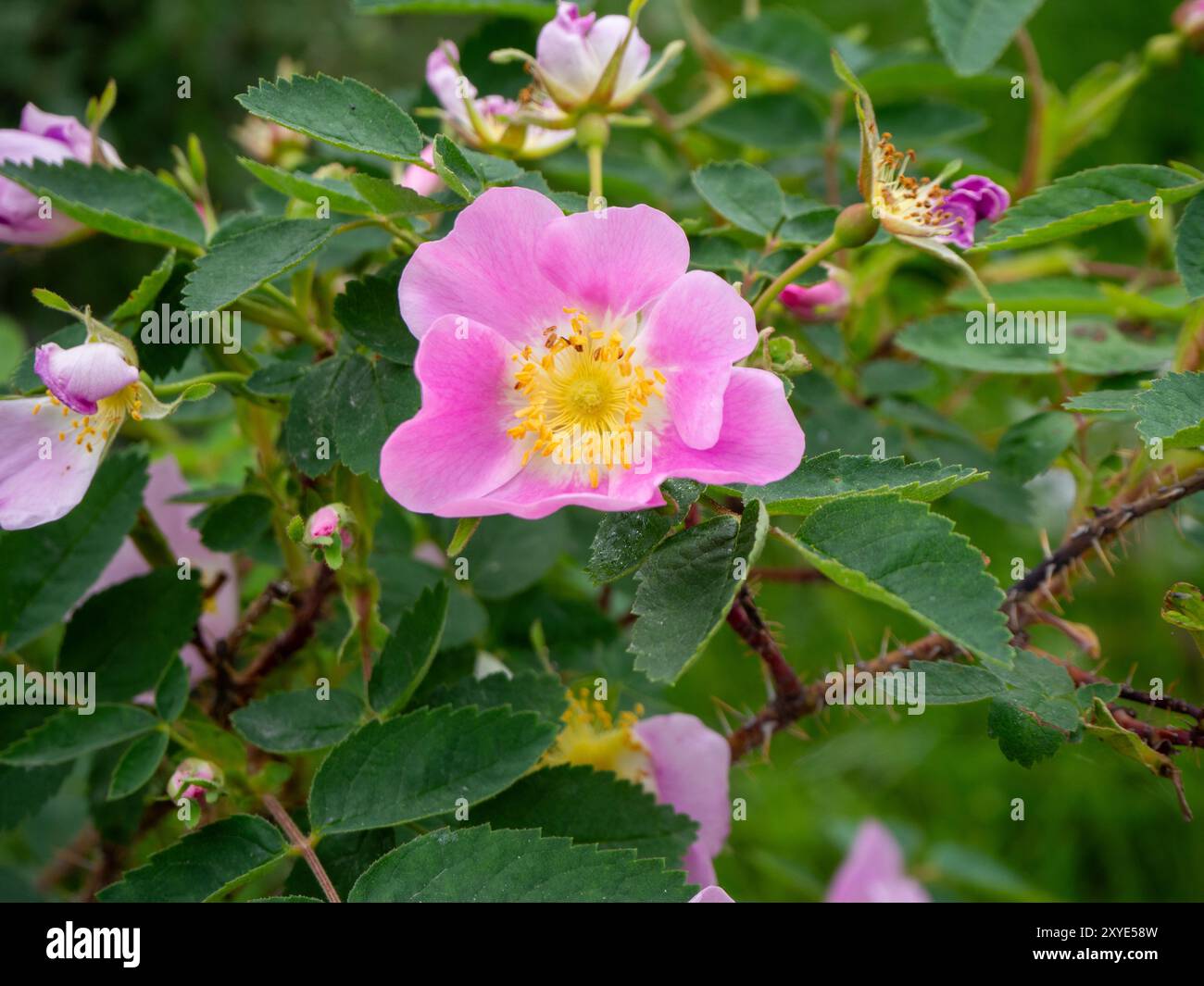 Rosa Acicularis Stockfoto