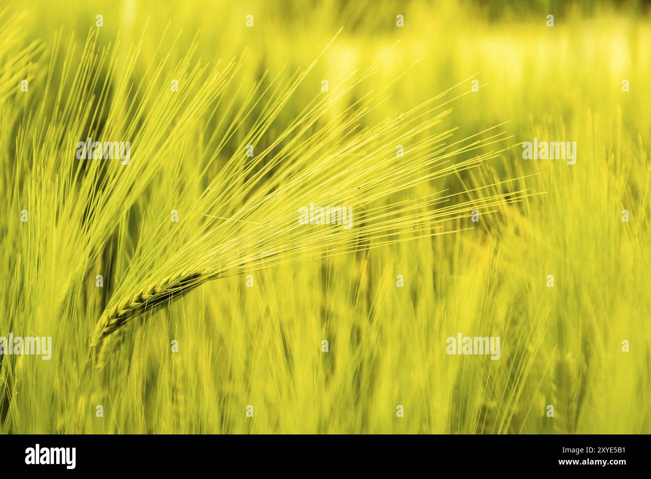 Grüner Weizen gegen Detailaufnahmen Stockfoto