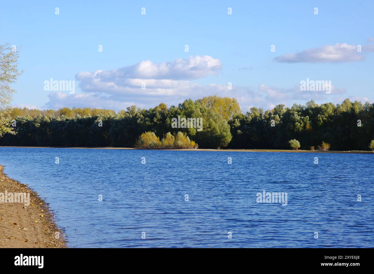 Kuehkopf am Alten Rhein Stockfoto