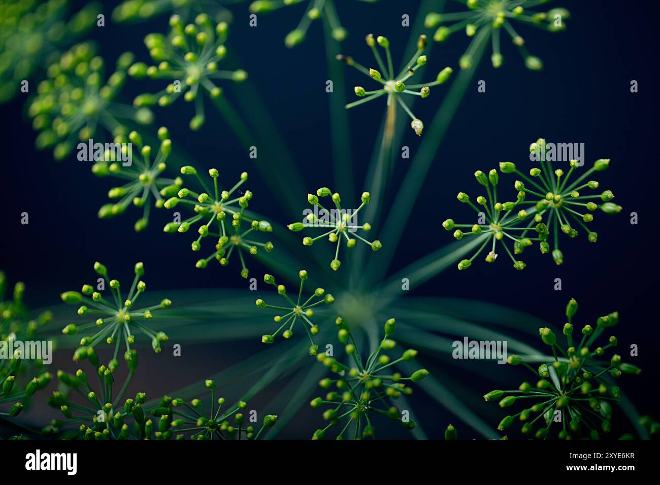 Dolden aus Dill mit Samen und Blättern Stockfoto