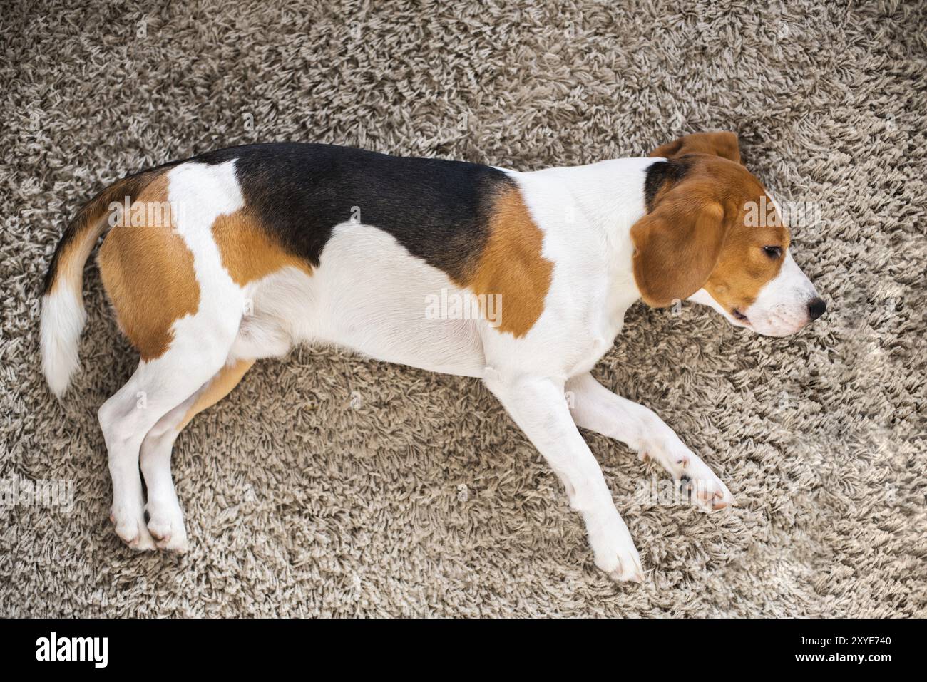 Beagle-Hund müde schläft auf einem Teppichboden Hund Hintergrund Stockfoto