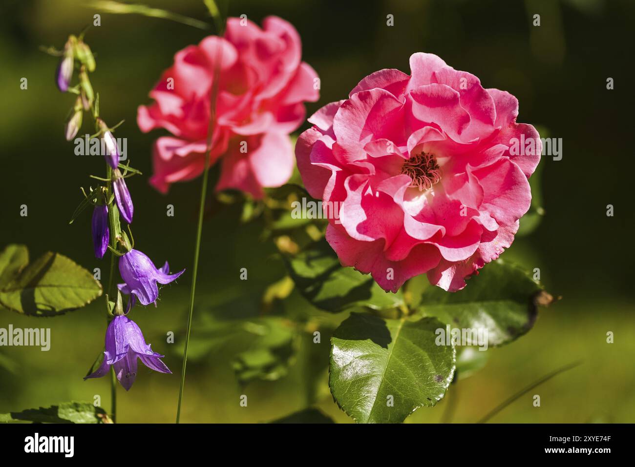 Rosa rote Rose Blume sonnigen Tag auf verschwommenem Hintergrund grün vertikalen Foto. Selektiver Fokus Stockfoto