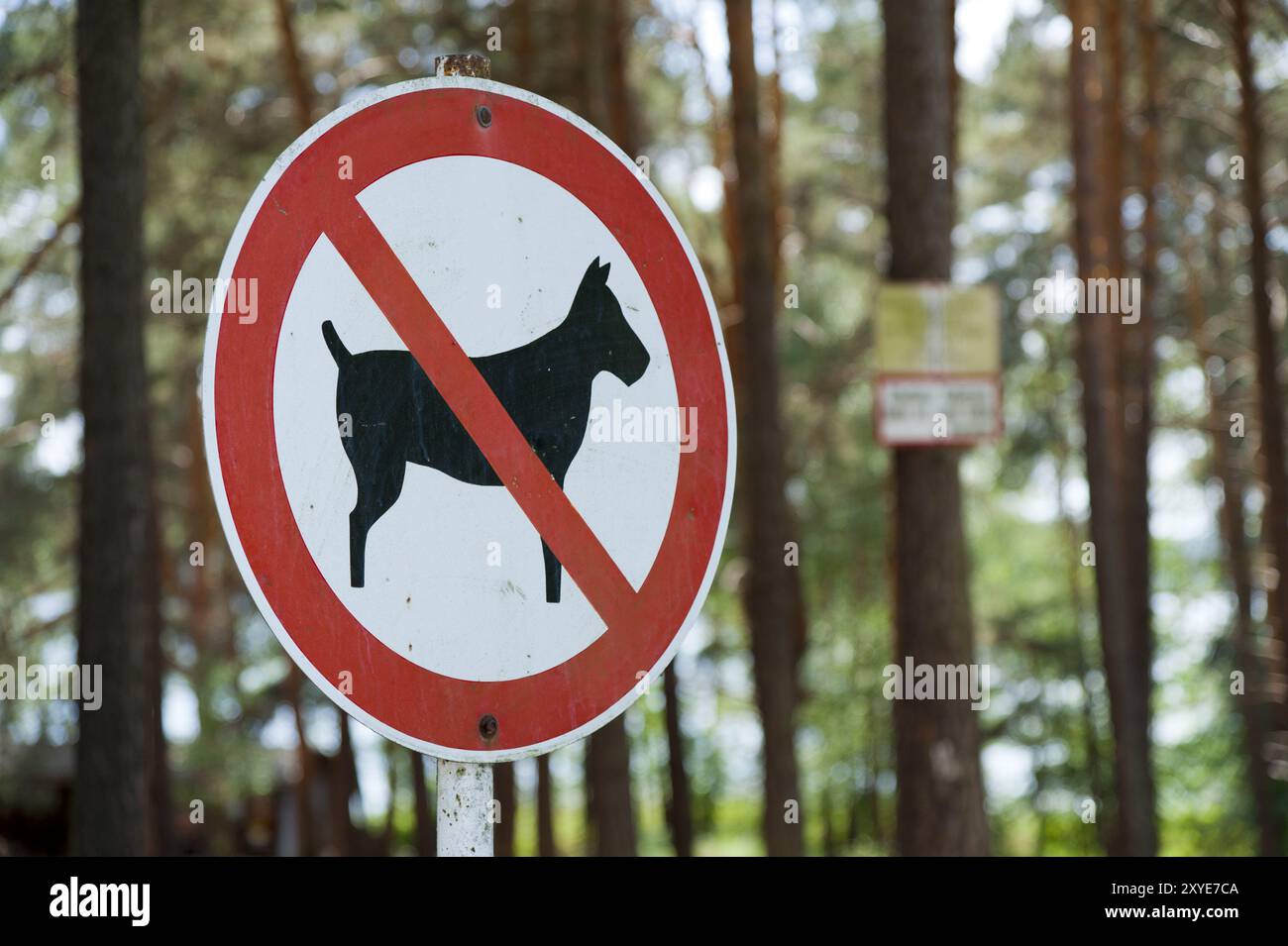 Keine Hunde im Waldschild Stockfoto