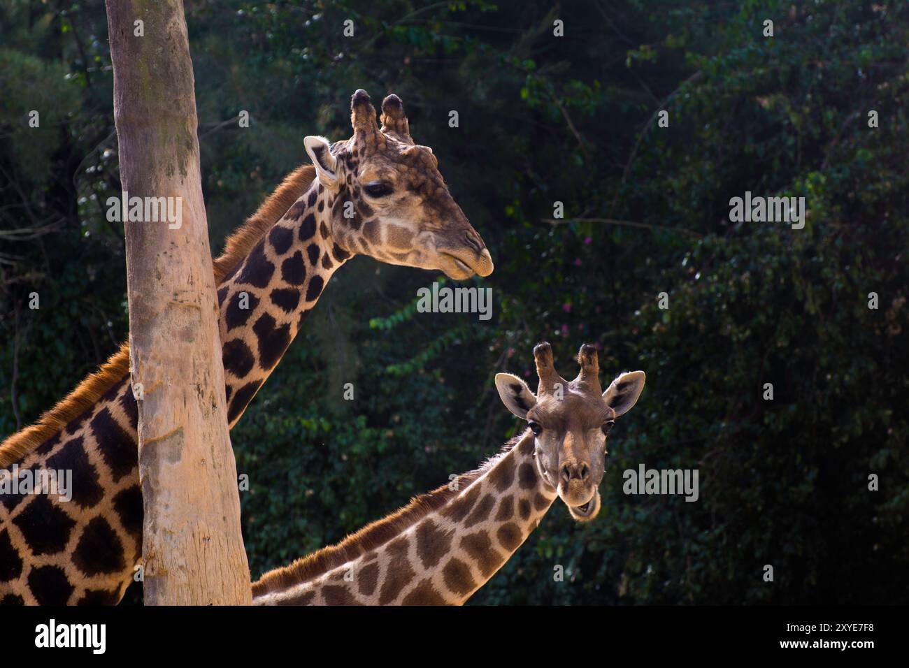 Zwei Giraffen (Giraffa camelopardalis angolensis) in Lissabon Stockfoto