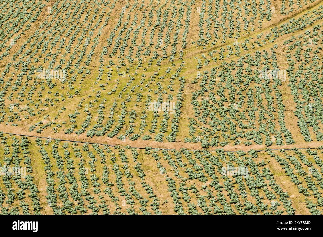 Gemüse von Bauern auf einem Berg in Phu Thap Boek Thailand Stockfoto