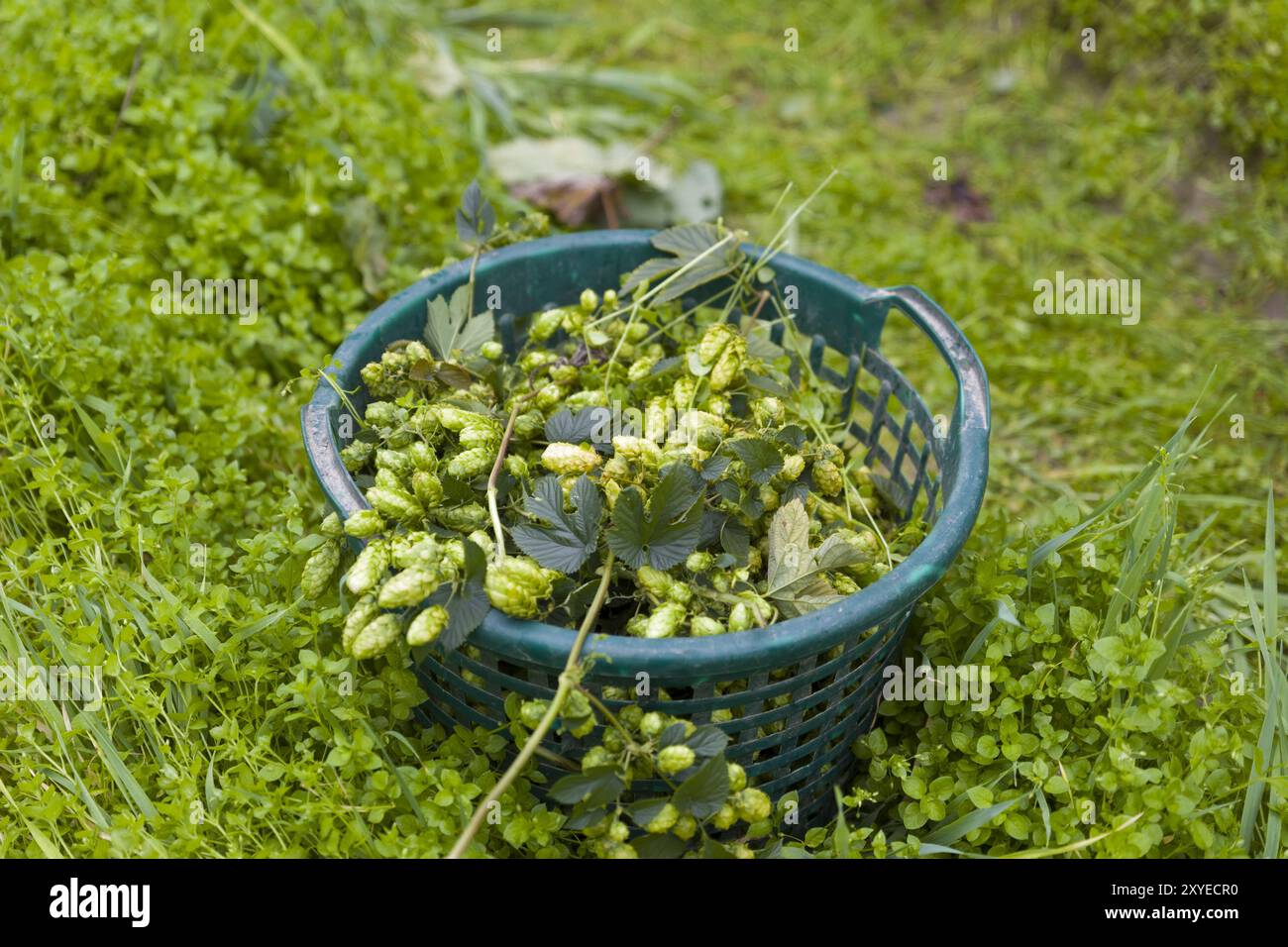 Ein Korb mit Hopfen Stockfoto