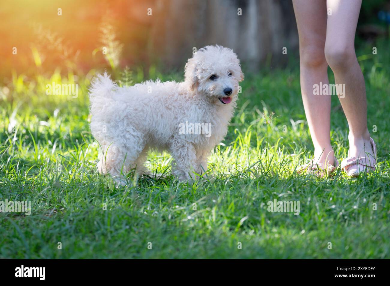 Weißer Pudelhund steht neben dem menschlichen Bein auf grünem Gras bei sonnigem Licht Stockfoto