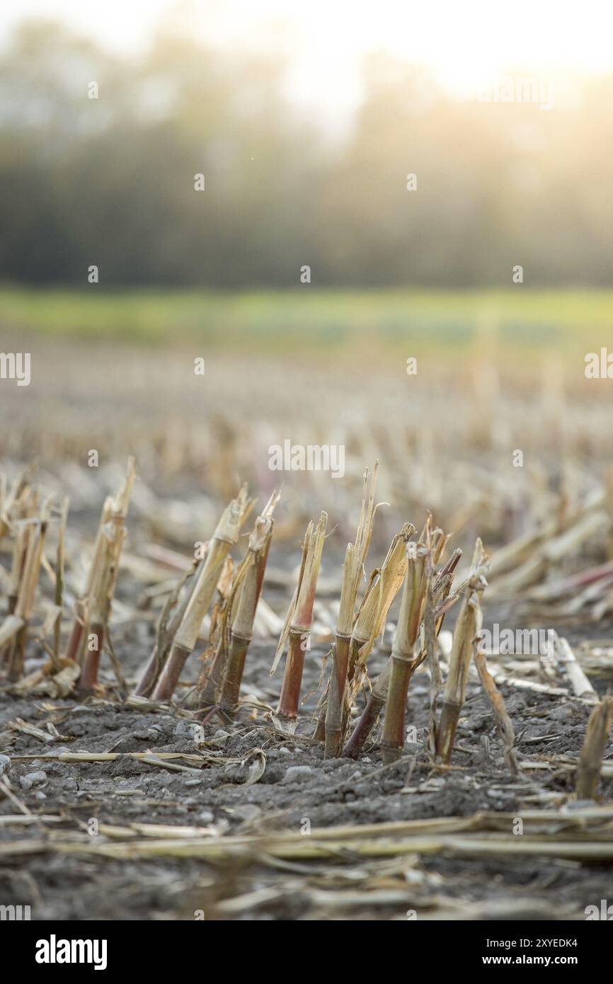 Gatherd Maisfeld im Herbst Stockfoto