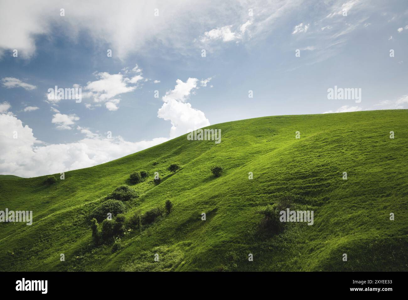 Ein sanfter Hang eines grünen Hügels mit seltenen Bäumen und üppigem Gras vor einem blauen Himmel mit Wolken. Das Sonoma Valley Stockfoto