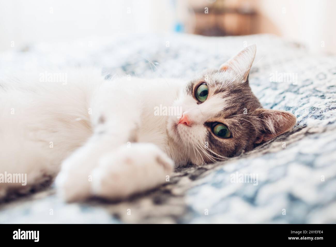 Nahaufnahme einer weißen und grauen Katze, die zu Hause auf der mit Decke bedeckten Couch liegt. Haustier am Morgen. Verschlafenes Kätzchen, das sich gemütlich und komfortabel fühlt Stockfoto