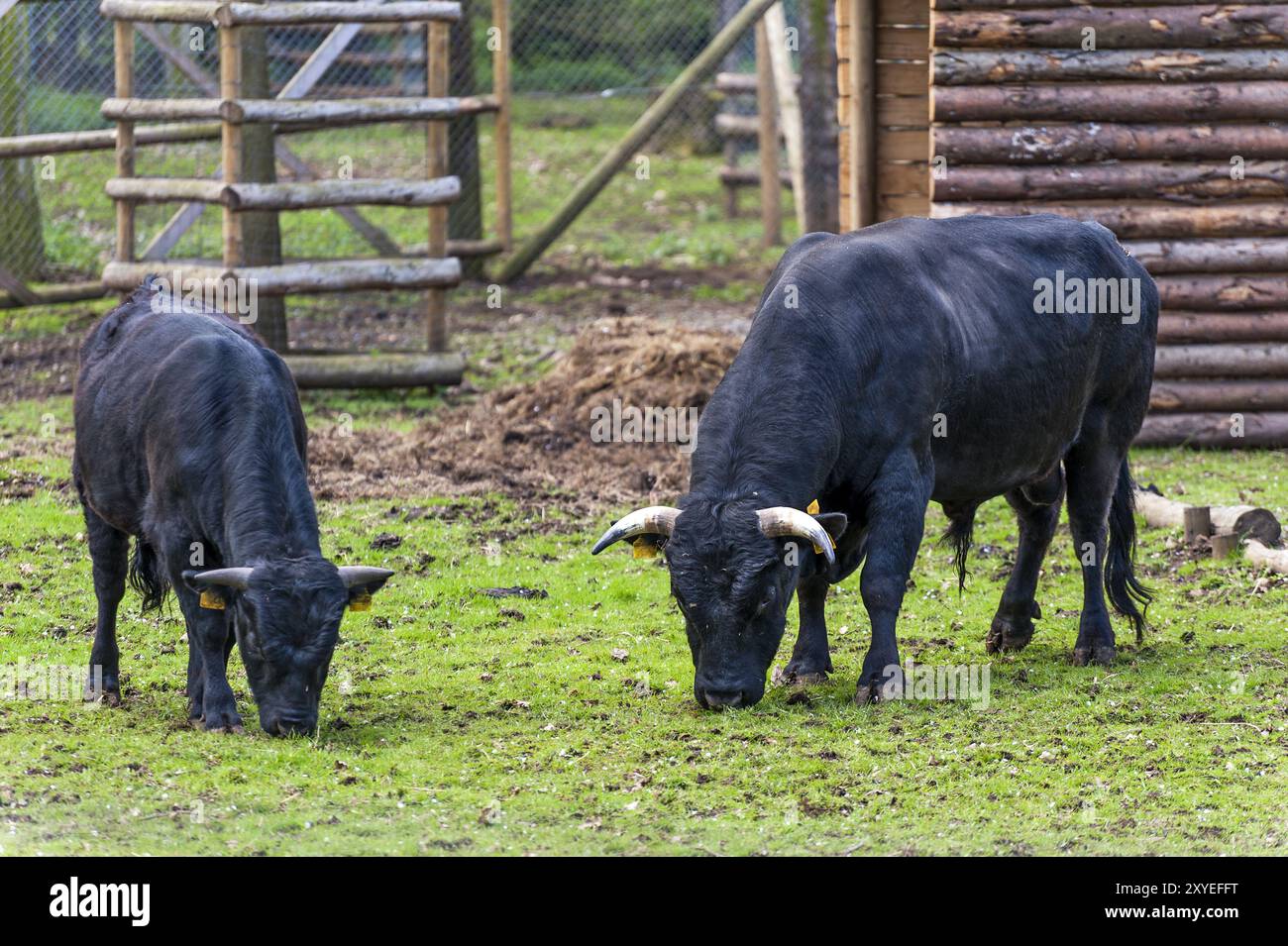 Zwei schwarze Stiere auf einer Wiese im Gehege Stockfoto