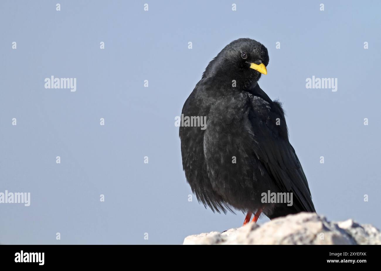 Alpine Alpenkrähe Stockfoto