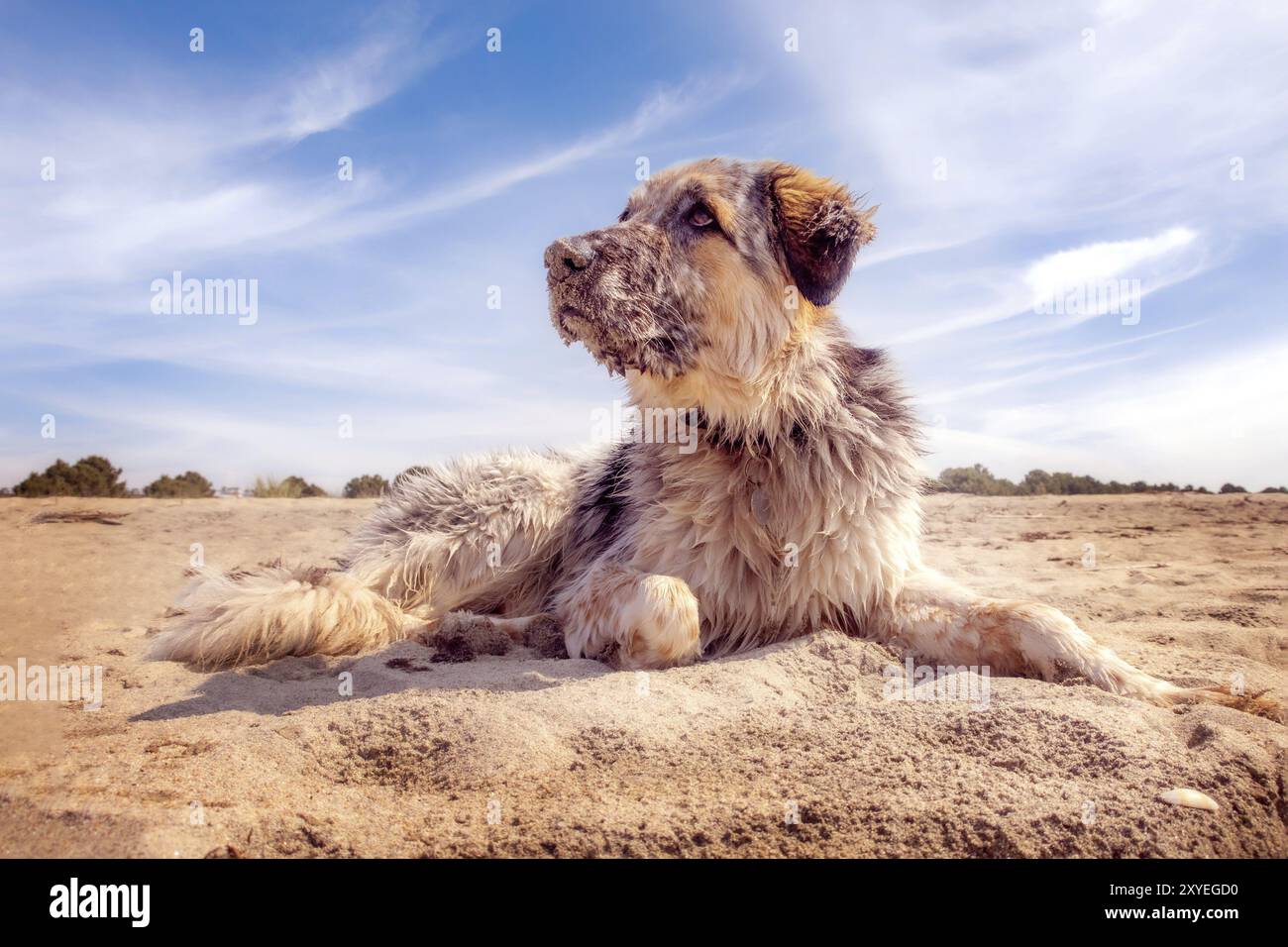 Portrait von weißem, braunem und schwarzem Großrassen-Hund, der sich am Sandstrand entspannt, Nahaufnahme-Portrait Stockfoto