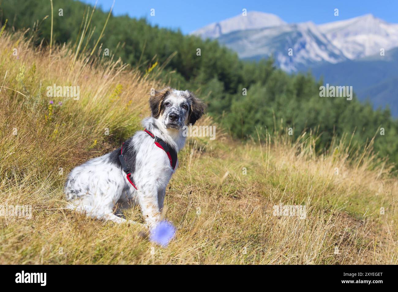 Weißer und schwarzer Fuzzy Hund im grünen Gras und hohen Bergen im Hintergrund, Freiheitsreisekonzept, Kopierraum Stockfoto