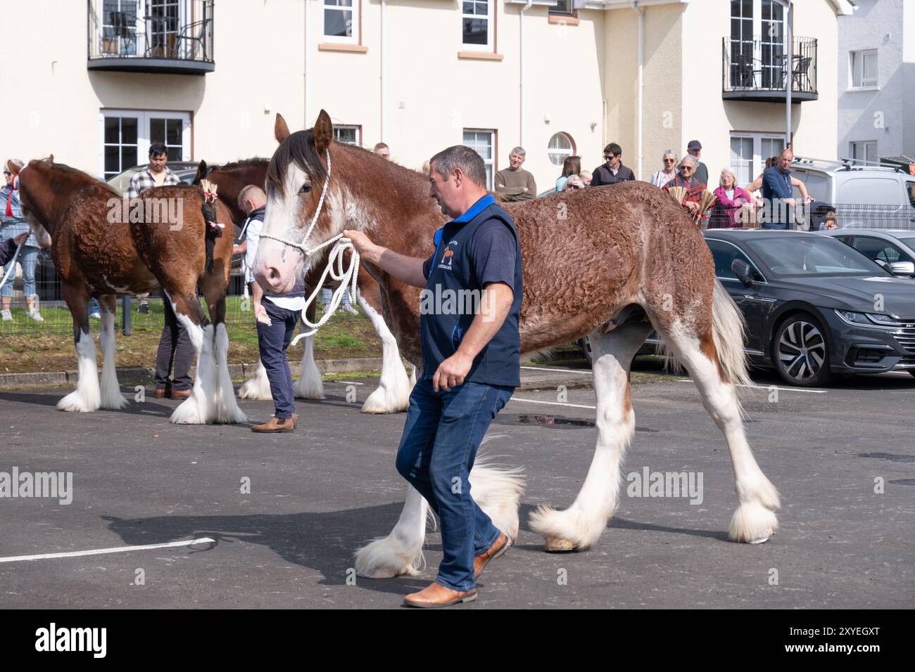 Ein Mann, der ein großes, braunes und weißes schweres Pferd bei der jährlichen Landschau an einem sonnigen Sommertag anführt. Ballycastle, Großbritannien - 24. August 2024. Stockfoto