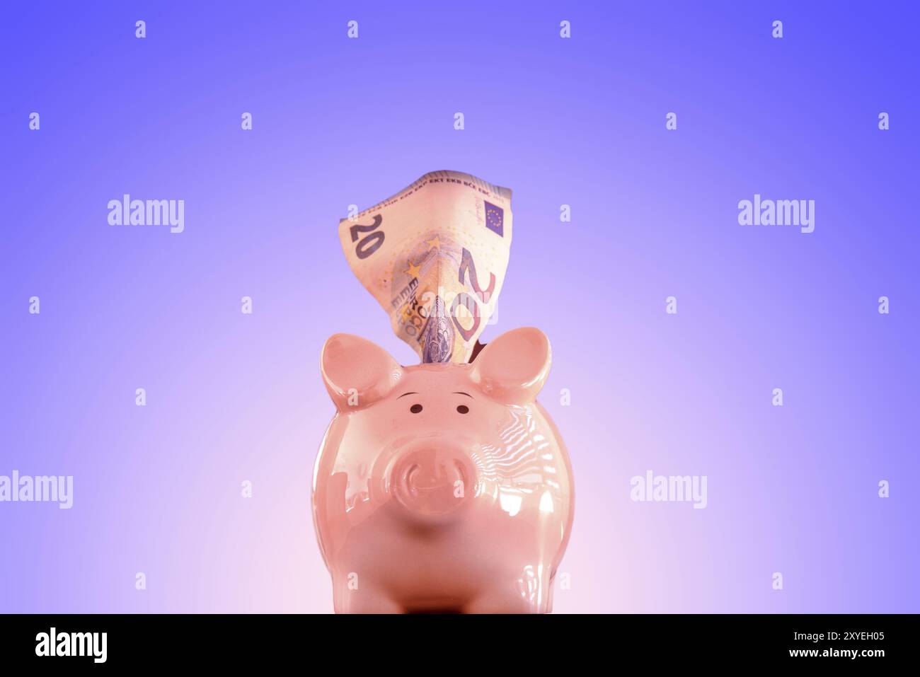 Schweinebank von vorne auf isoliertem bläulichem Hintergrund. Kopierbereich. Bill ragt von oben heraus Stockfoto