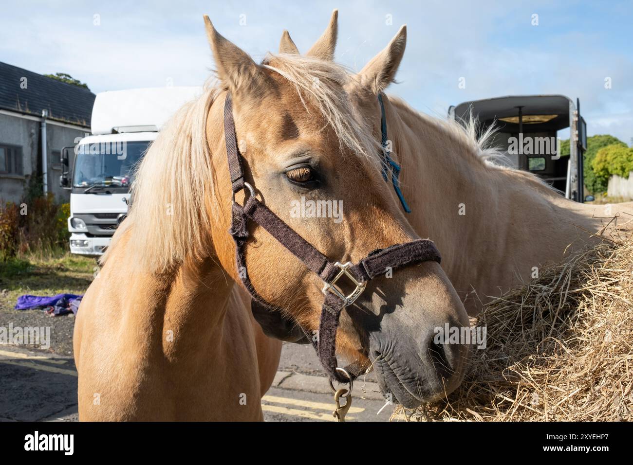 Zwei braune Pferde, ein Gesicht zur Kamera, das nach unten blickt, nah neben losem Stroh. Heller, sonniger Tag, Sommer. Ballycastle, Großbritannien - 26. August 2024. Stockfoto