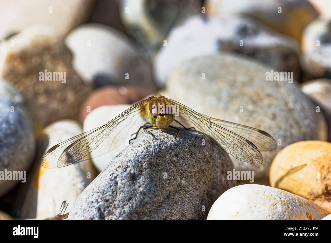 Common Darter, Sympetrum striolatum, Vorderansicht mit zusammengesetzten Augen, Northumberland, Großbritannien Stockfoto
