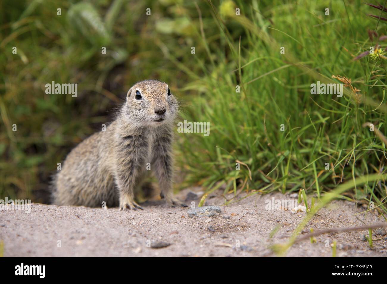 Nahaufnahme, die kaukasische Bodenhörnchen aufsuchen und aufmerksam beobachten Stockfoto