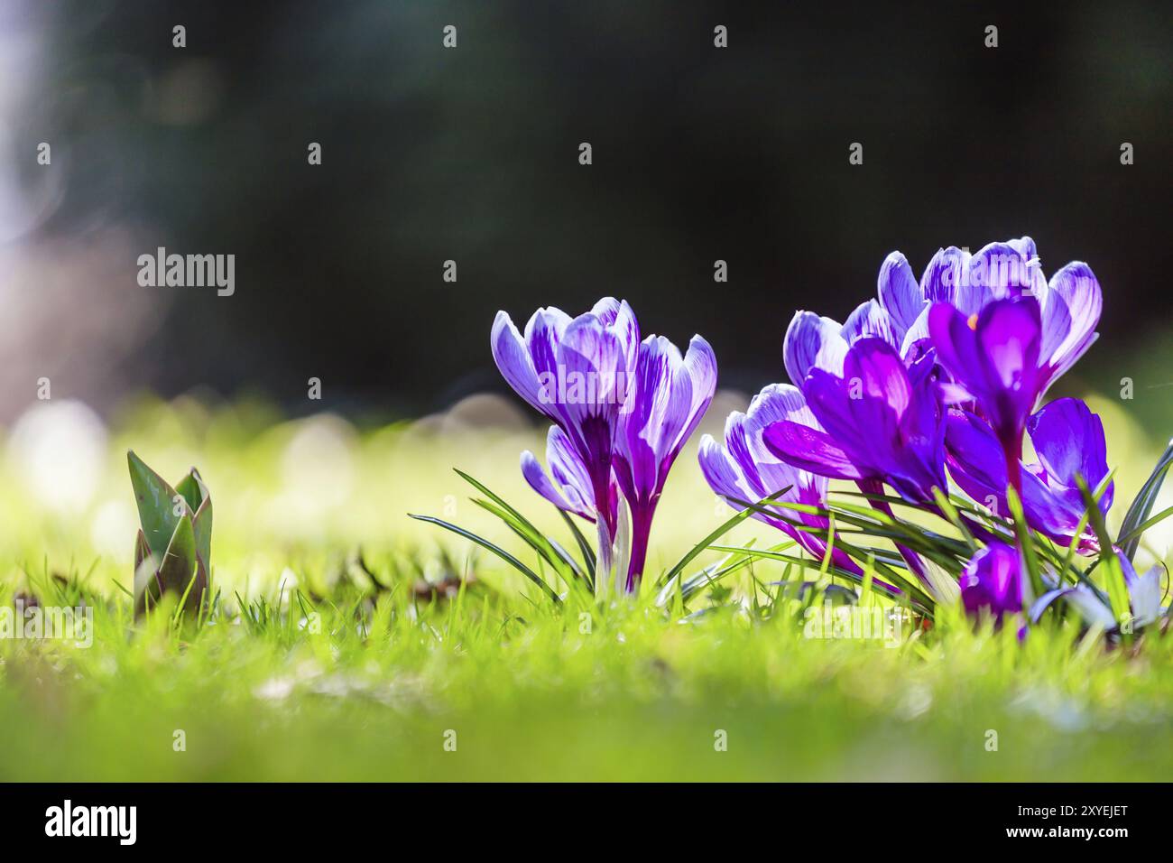 Frühlingsblumen in der wilden Natur. Crocus im Frühling. Kopierbereich, ideal für Postkarten Stockfoto