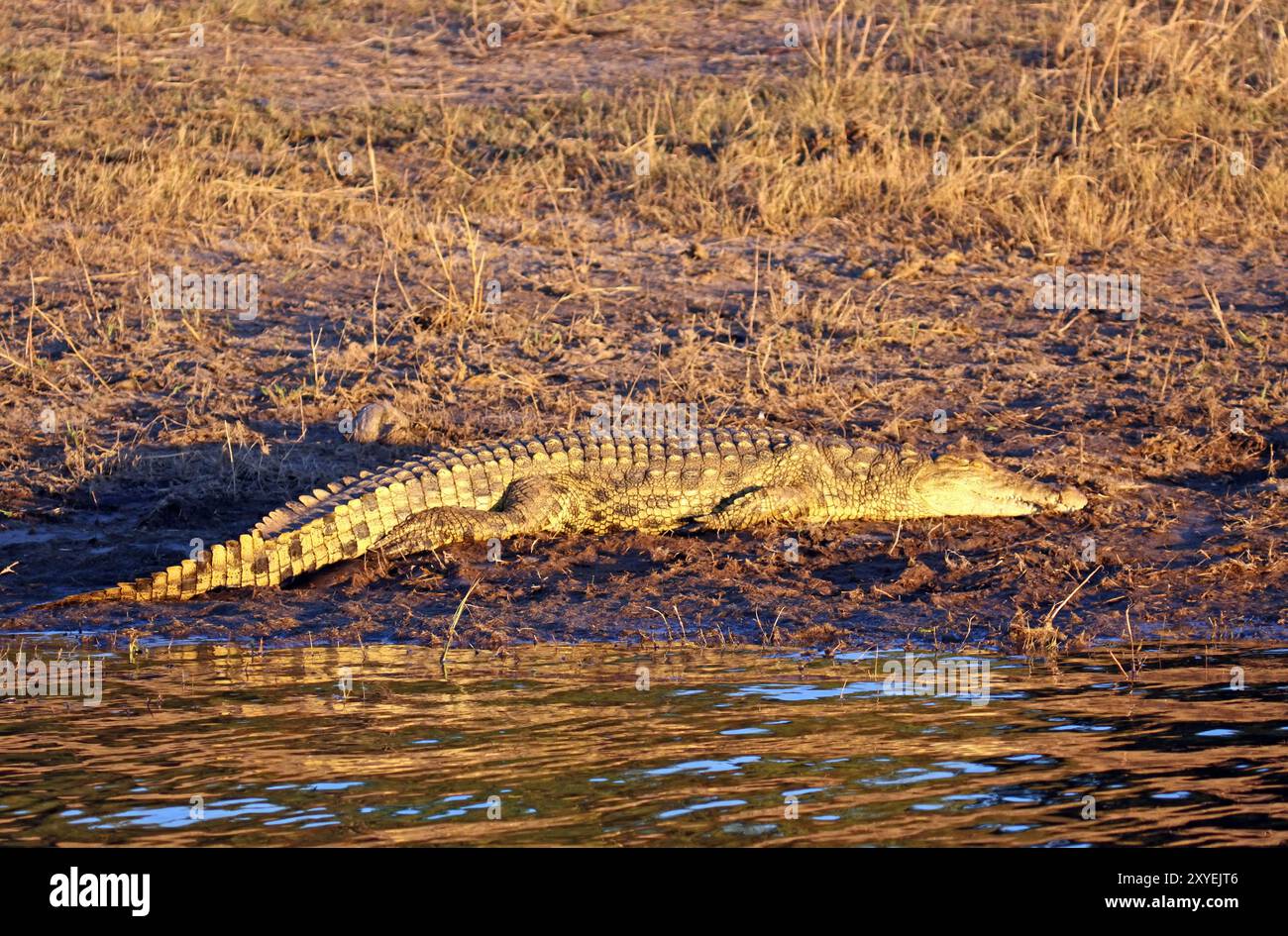 Krokodil im Abendlicht auf dem Chobe River, Botswana, Afrika Stockfoto