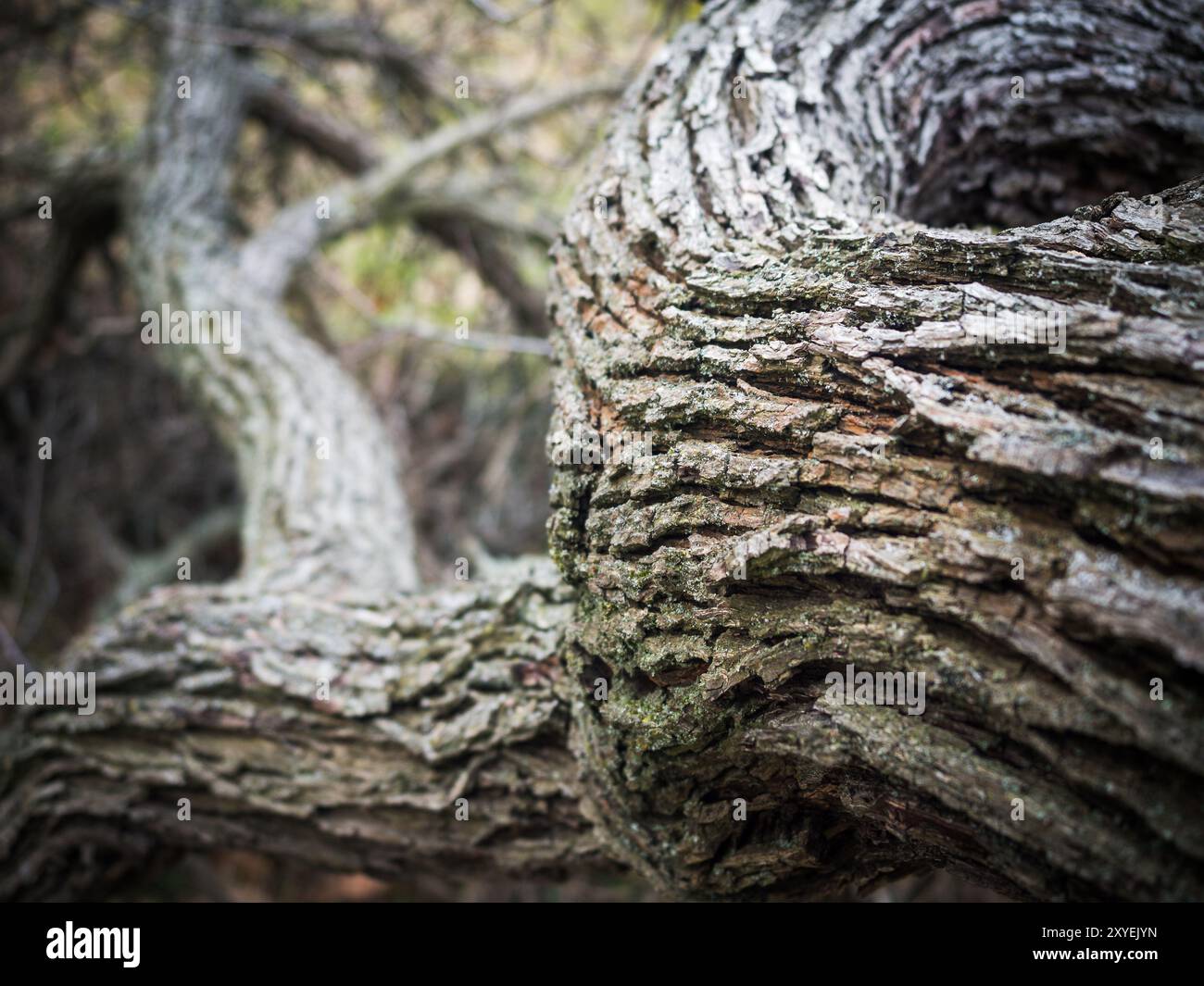 Trockene Rinde eines alten Baumes Stockfoto