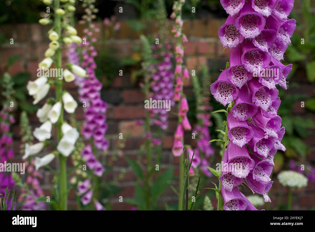 Foxhandschuhe (Digitalis) in einem Hüttengarten, London, Großbritannien Stockfoto