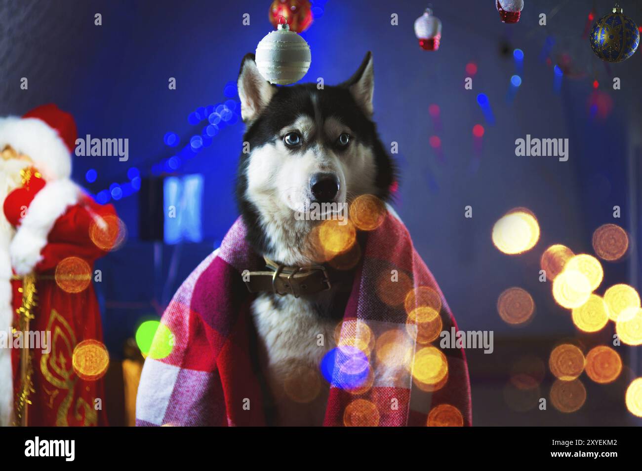 Ein erwachsener, gutaussehender Husky, umhüllt von einer karierten roten Decke, umgeben von Lichterketten und Silvester-Weihnachtsspielzeug, warten die Kugeln auf eine neue Stockfoto