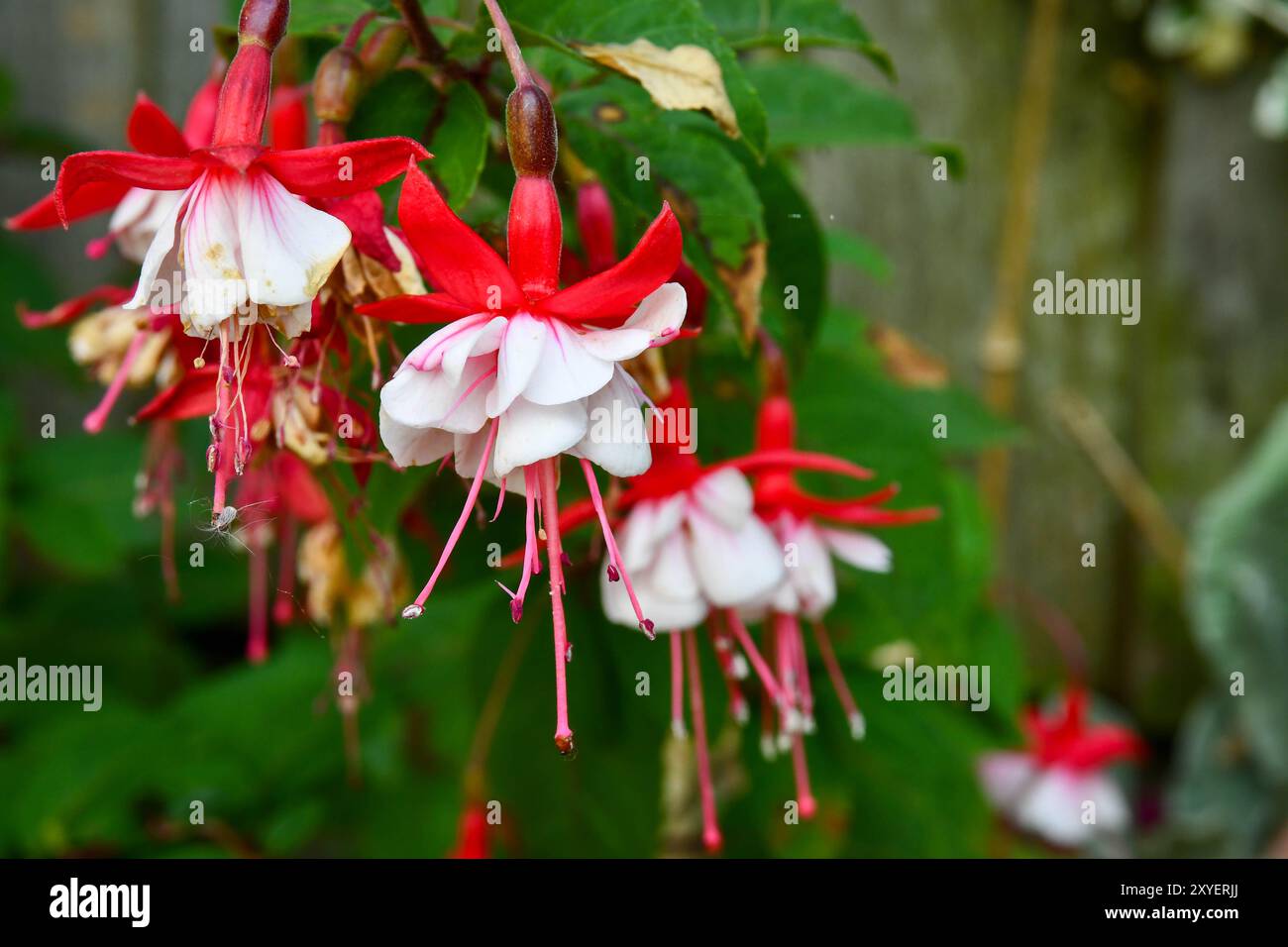 Gartenblumen im Spätsommer Stockfoto