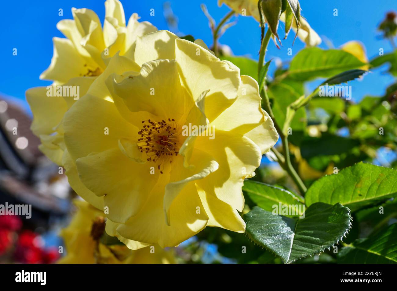 Gartenblumen im Spätsommer Stockfoto