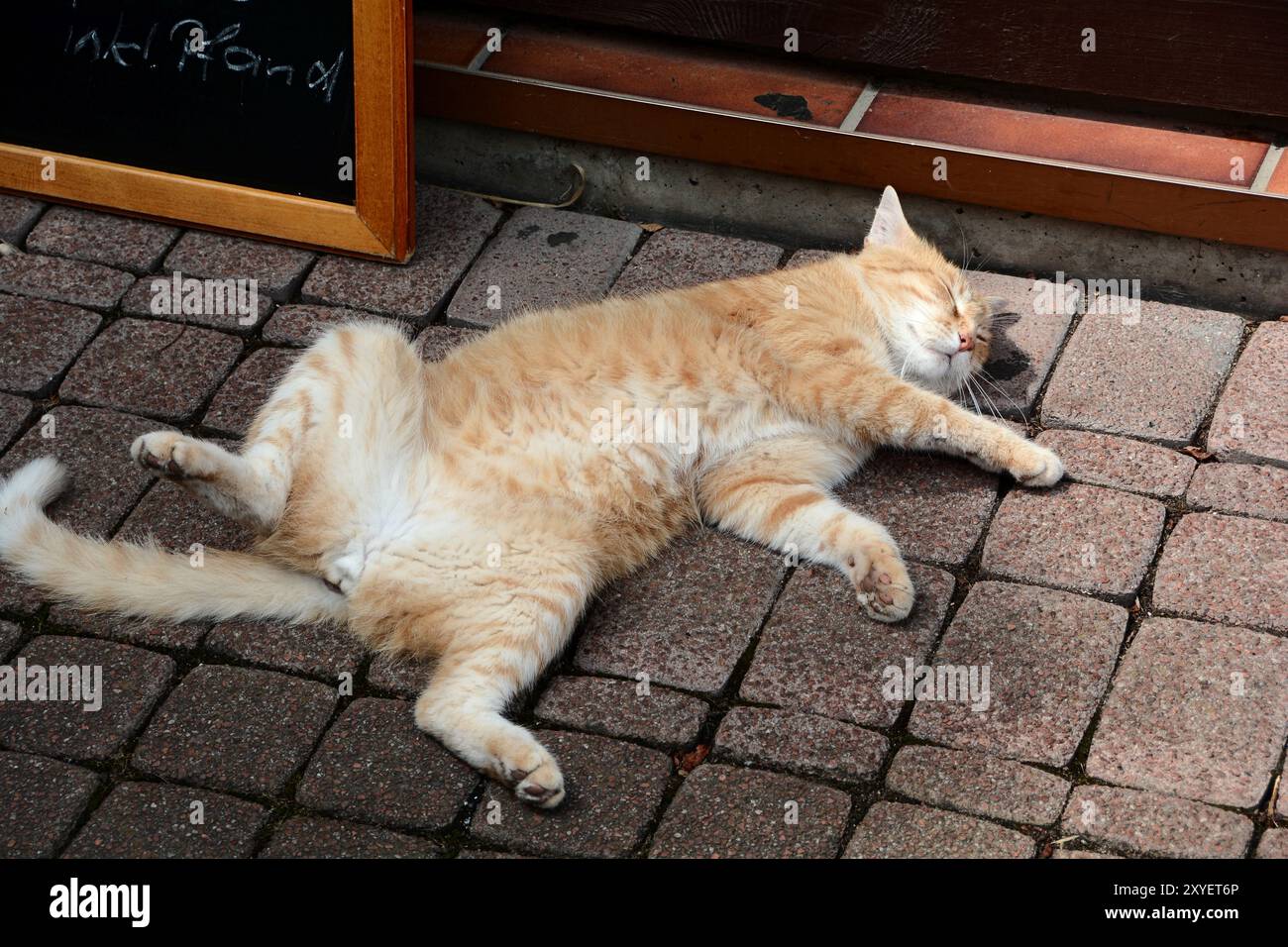 Eine entspannte Katze vor einer Snackbar Stockfoto