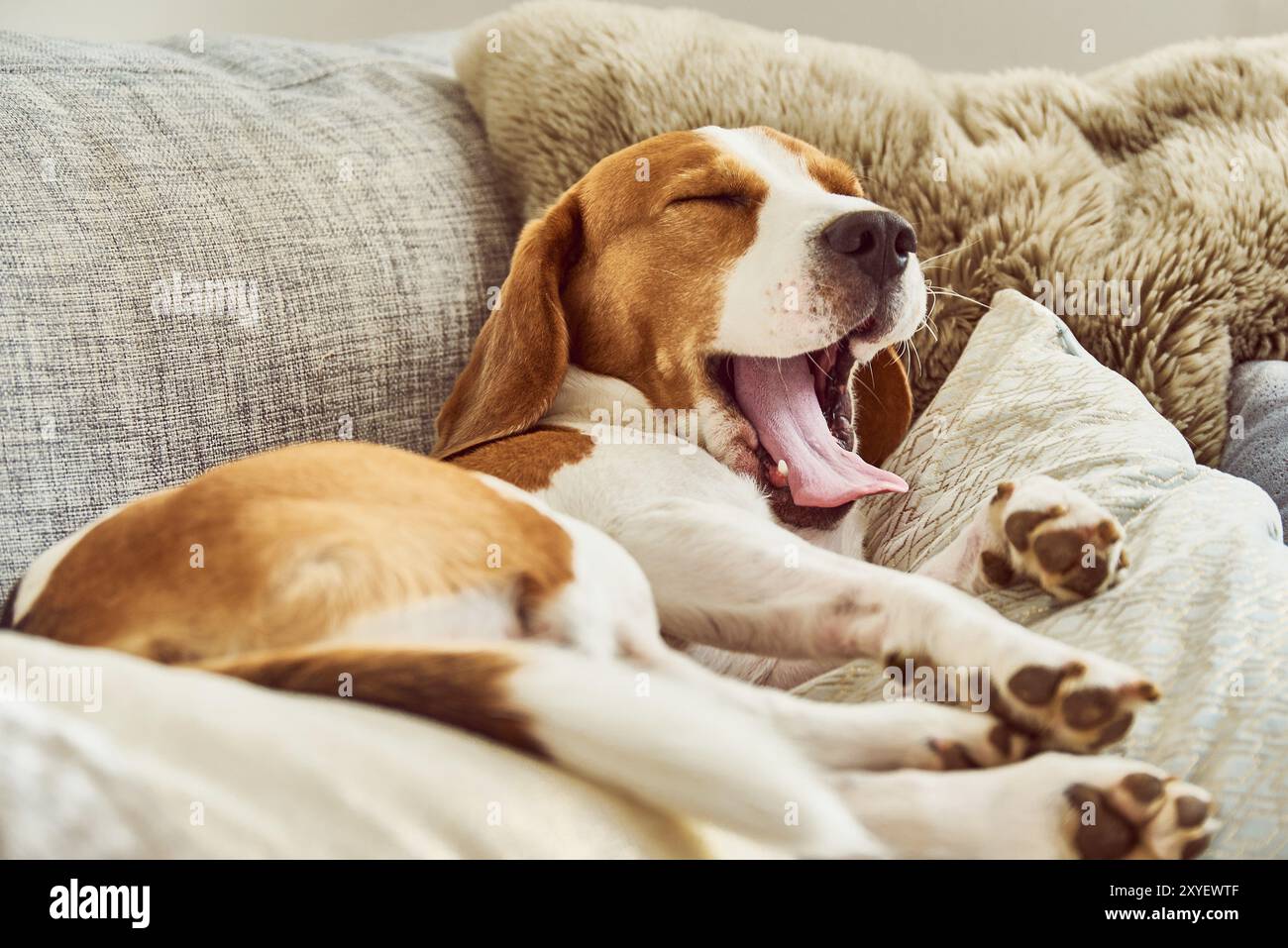Hund auf einem Sofa in lustiger Pose. Beagle müde schläft auf der Couch