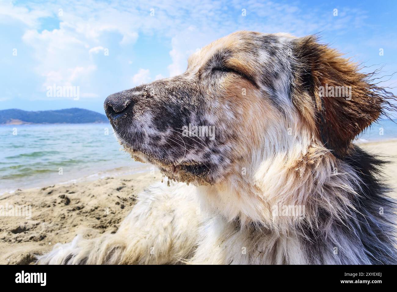 Portrait von Weiß, Braun und Schwarz große Rasse Hund bewundern Sie am Strand, Nahaufnahme portrait Stockfoto