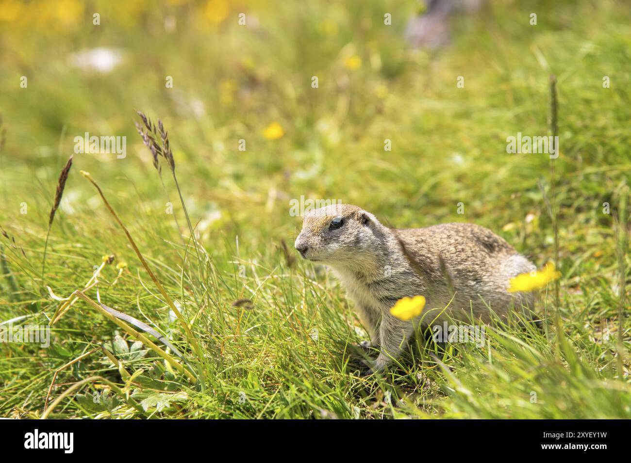 Nahaufnahme, die kaukasische Bodenhörnchen aufsuchen und aufmerksam beobachten Stockfoto