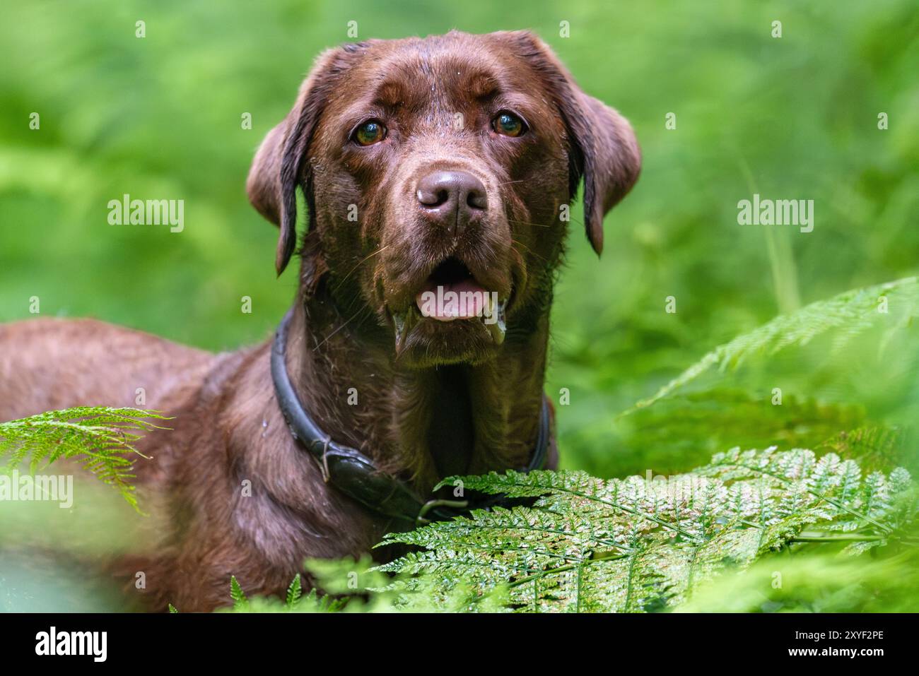 Foto von meinem Brown Labrador Retriever. Ihr Name ist Trille und sie ist 5 Jahre alt. Stockfoto