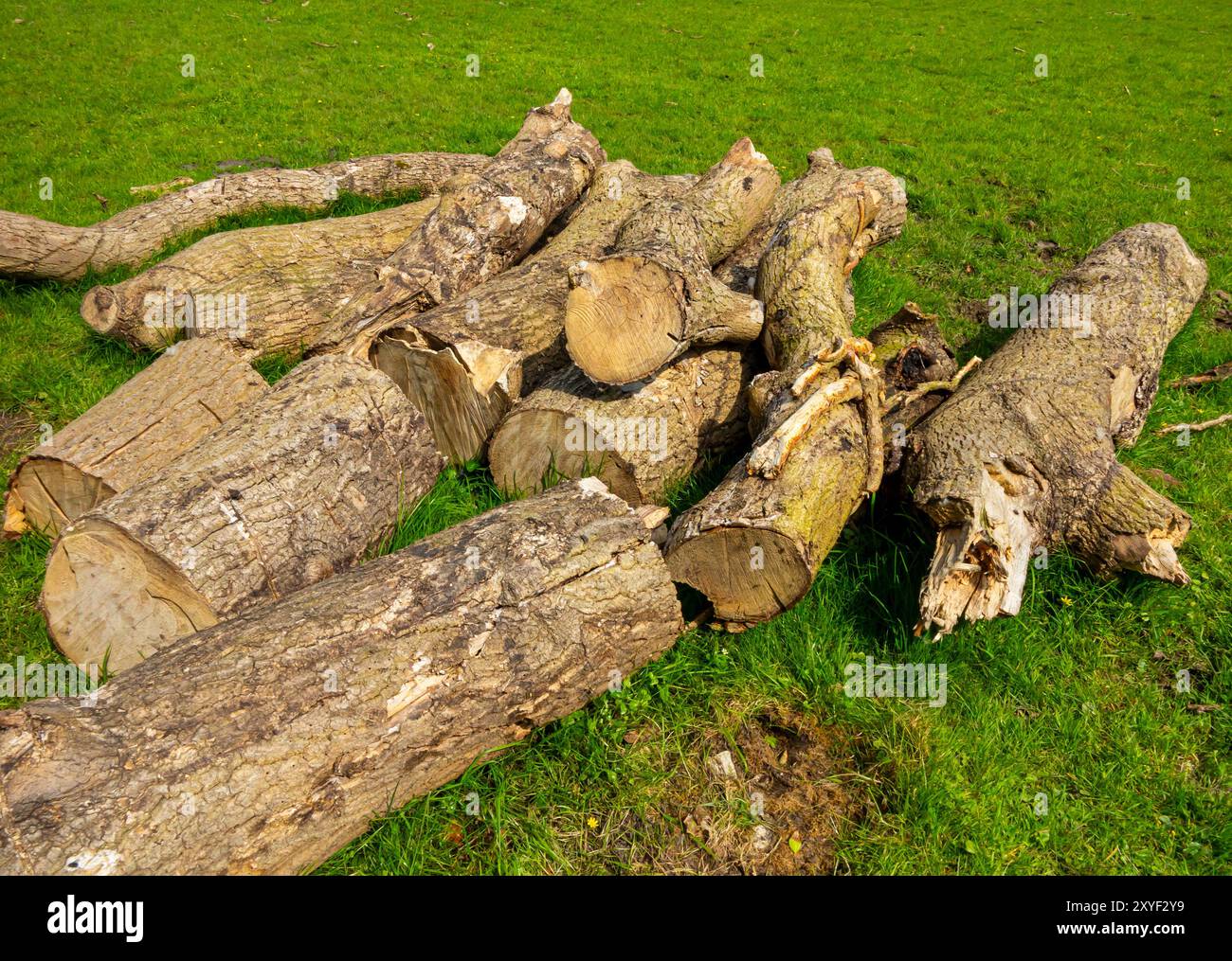 Stapel von Baumstämmen von einem neu gefallenen Baum auf einem Feld mit grünem Gras. Stockfoto