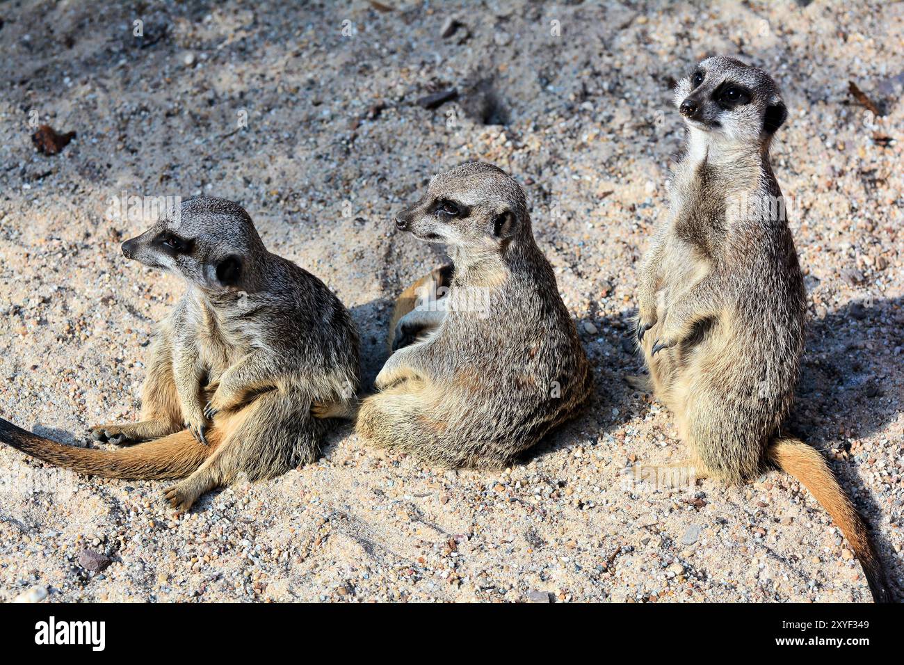 Drei Erdmännchen im Sand Stockfoto