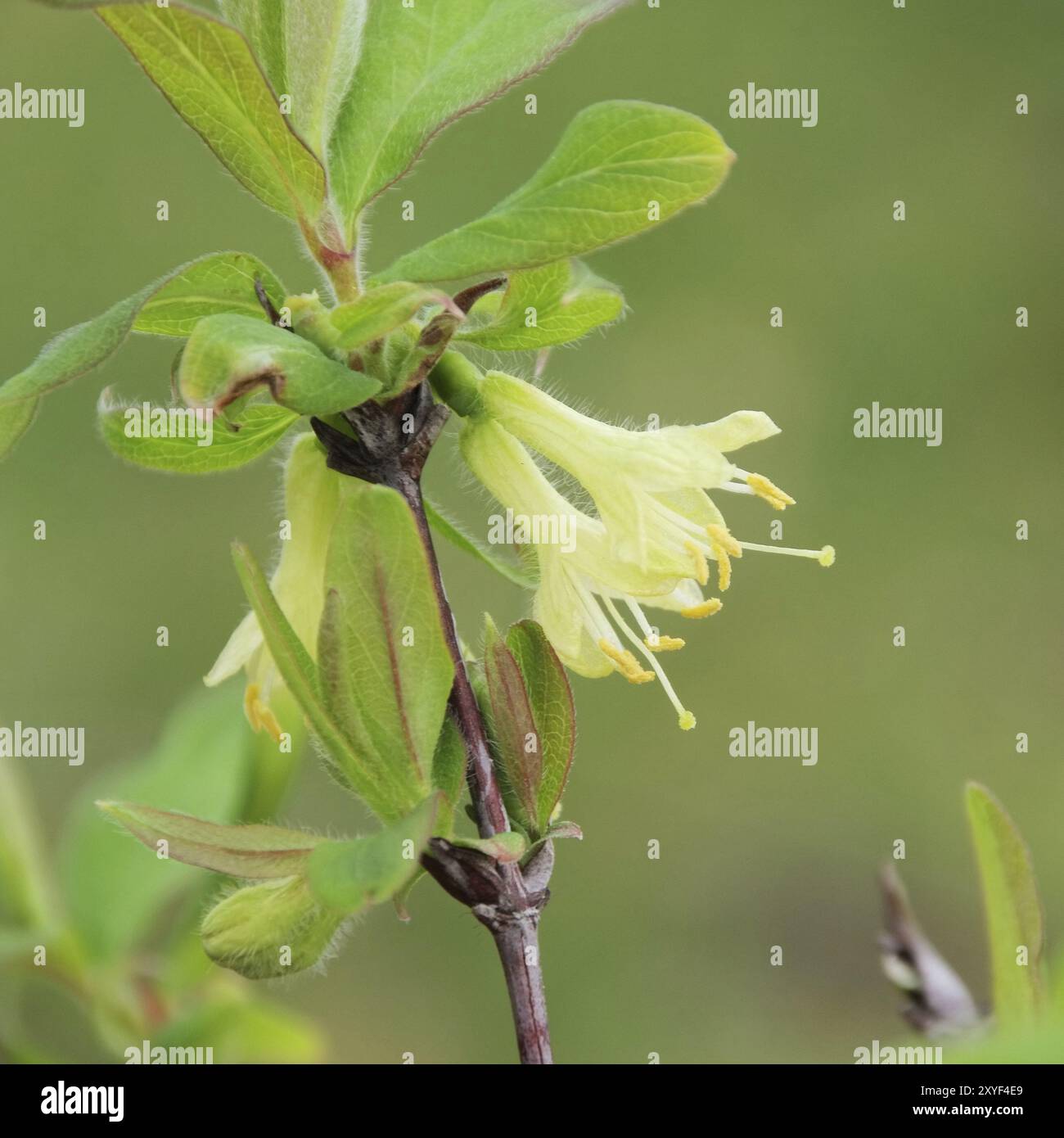 Mayberry Blume, Lonicera kamtschatica Blume 08 Stockfoto